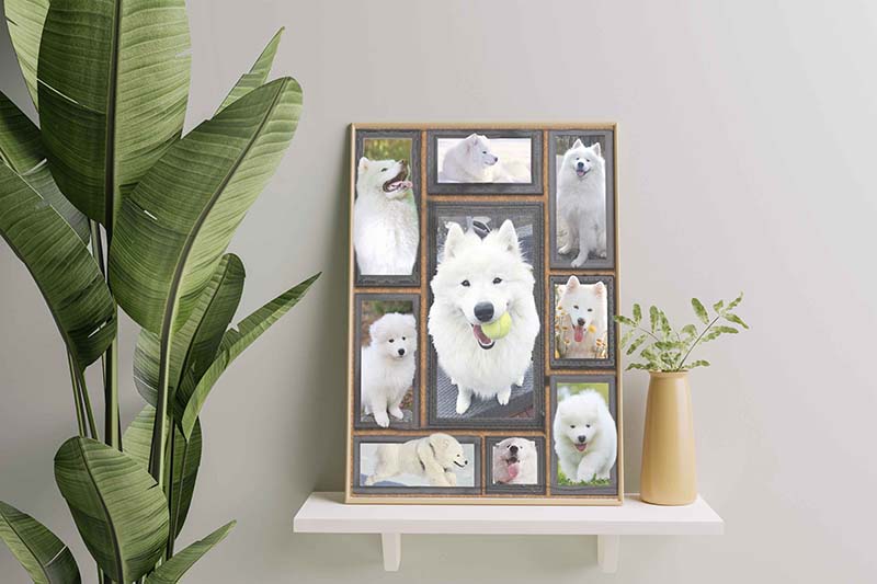 Dog Cute Samoyed-TT0312