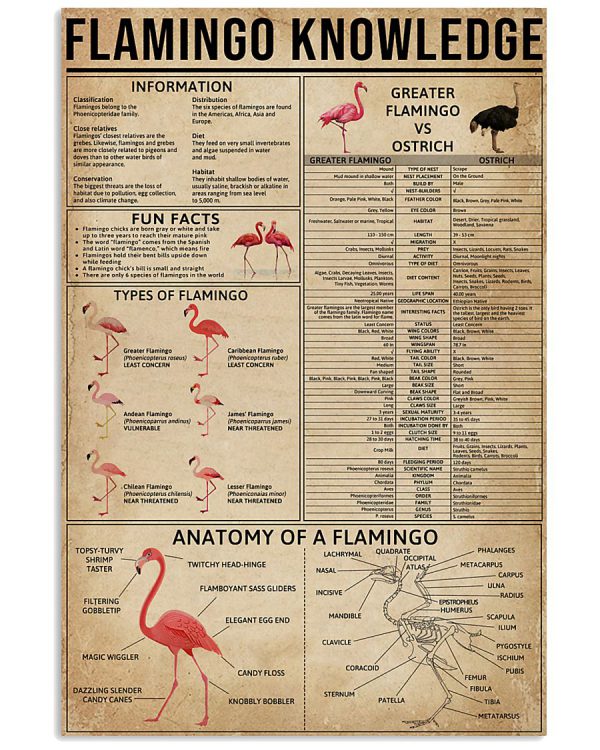 Flamingo knowledge