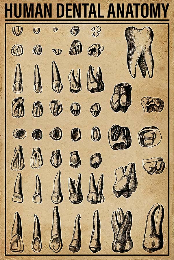 Human Dental Anatomy