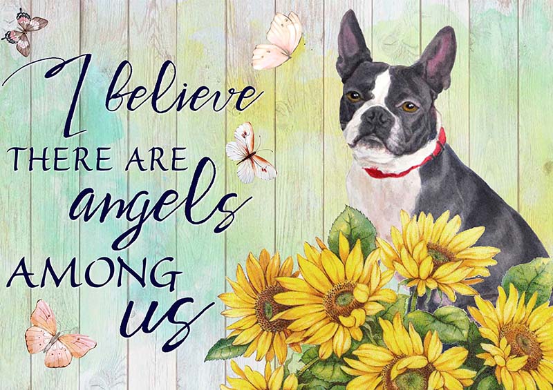 I Believe Angels Among Boston Terrier-TT2409