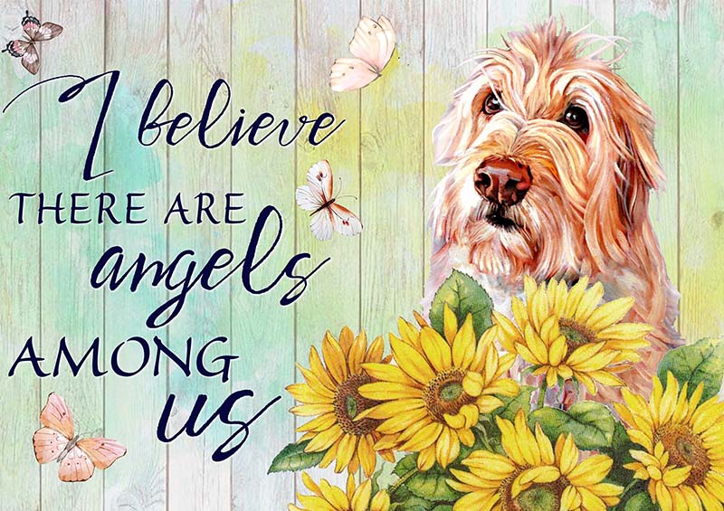 I Believe Angels Among Goldendoodle-TT2409