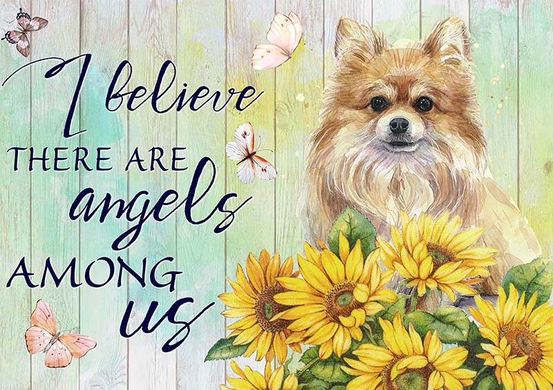 I Believe Angels Among Pomeranian-TT2409