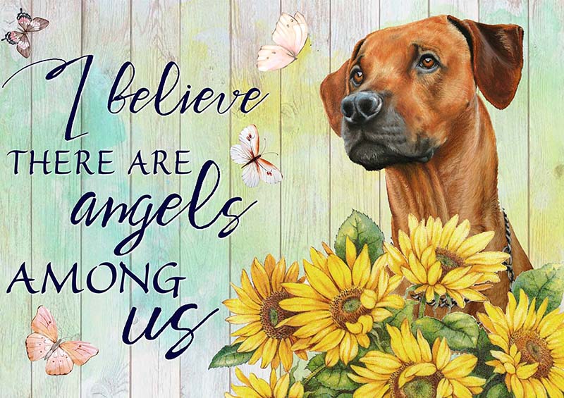 I Believe Angels Among Rhodesian Ridgeback-TT2409