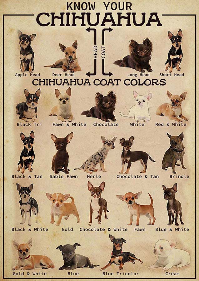 Know Your Pet Your Chihuahua Dog-TT0110