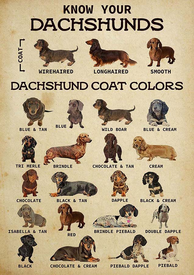 Know Your Pet Your Dachshund Dog-TT2809