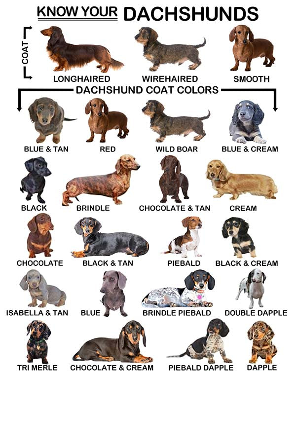 Know Your Pet Your Dachshund Dog