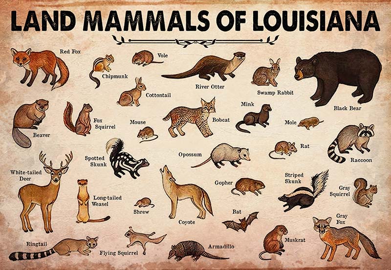 Land Mammals Of Louisiana-MH2509