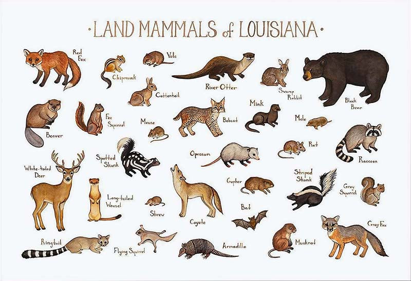 Land Mammals Of Louisiana