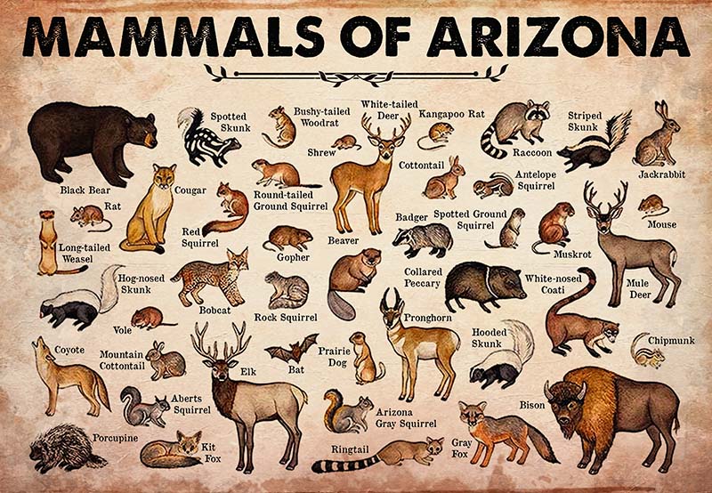 Mammals Of Arizona-MH2509