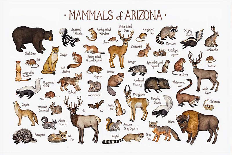 Mammals Of Arizona