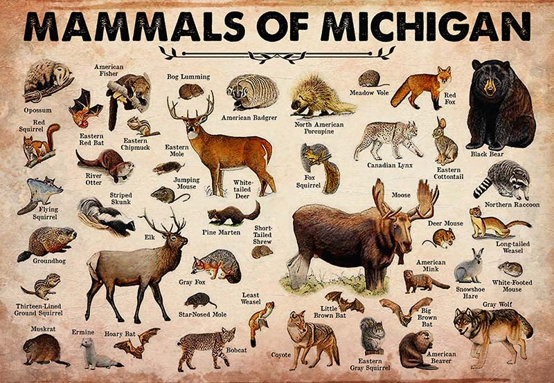 Mammals Of Michigan-MH2509