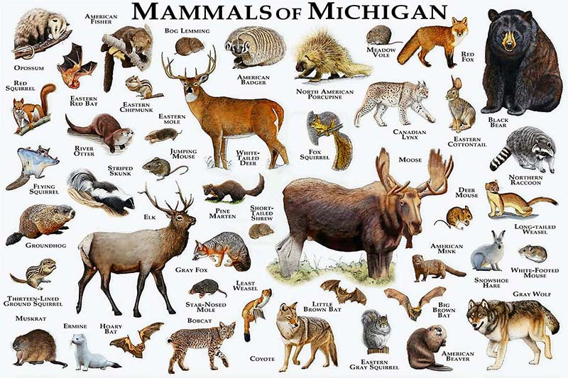 Mammals Of Michigan