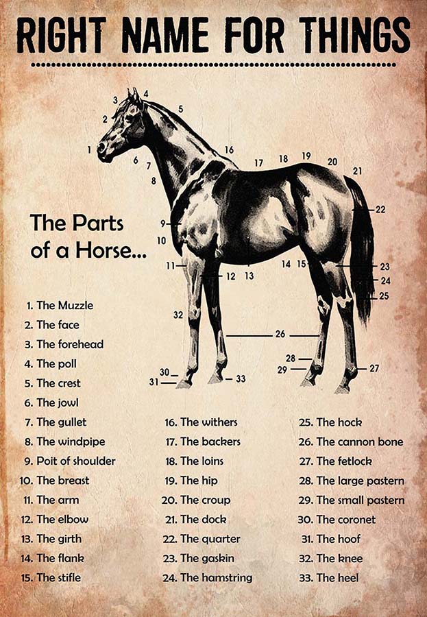 Name for Things The Parts of A Horse-MH2509