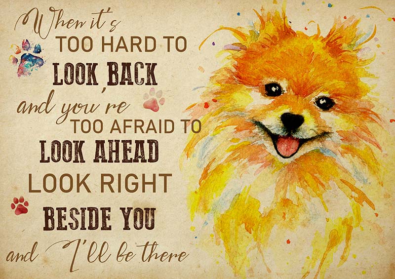 Pomeranian When It's Too Hard to Look Back-TT2009