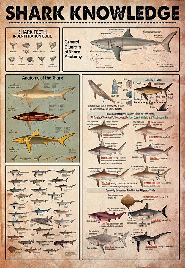 SHARK KNOWLEDGE-MH2709