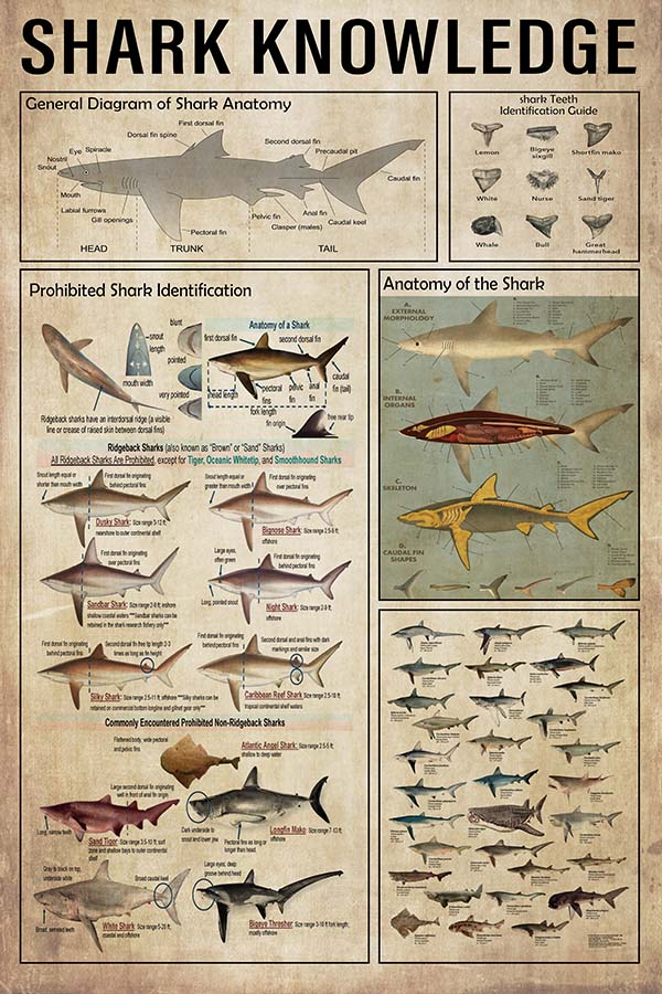 Shark Knowledge