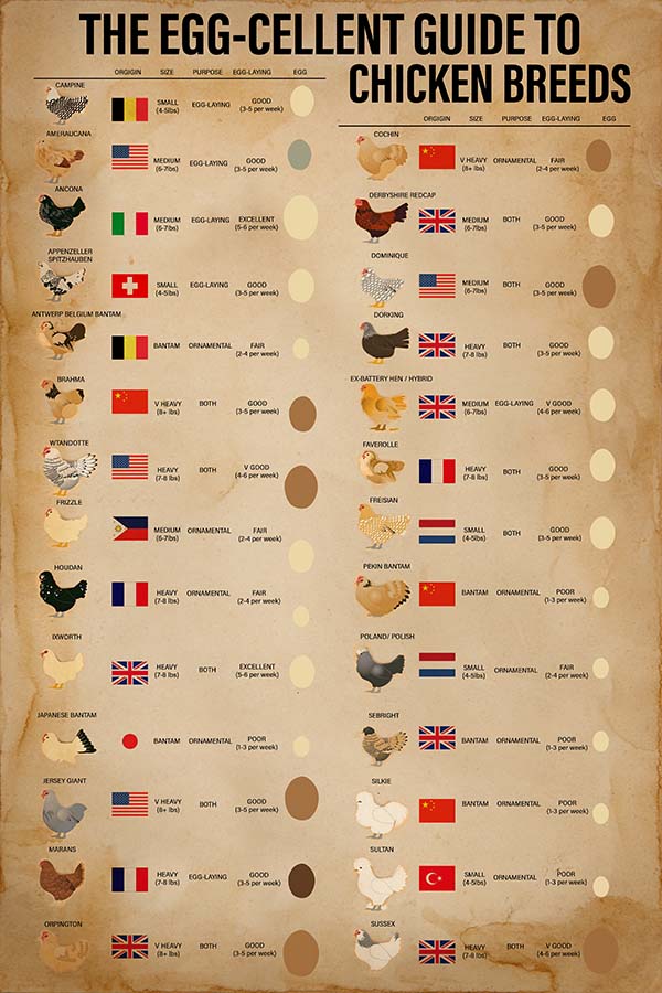 The Egg-Cellent Guide To Chicken Breeds