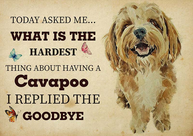 The Hardest Thing About Having A Cavapoo Dog I Replied The Goodbye-TT2409