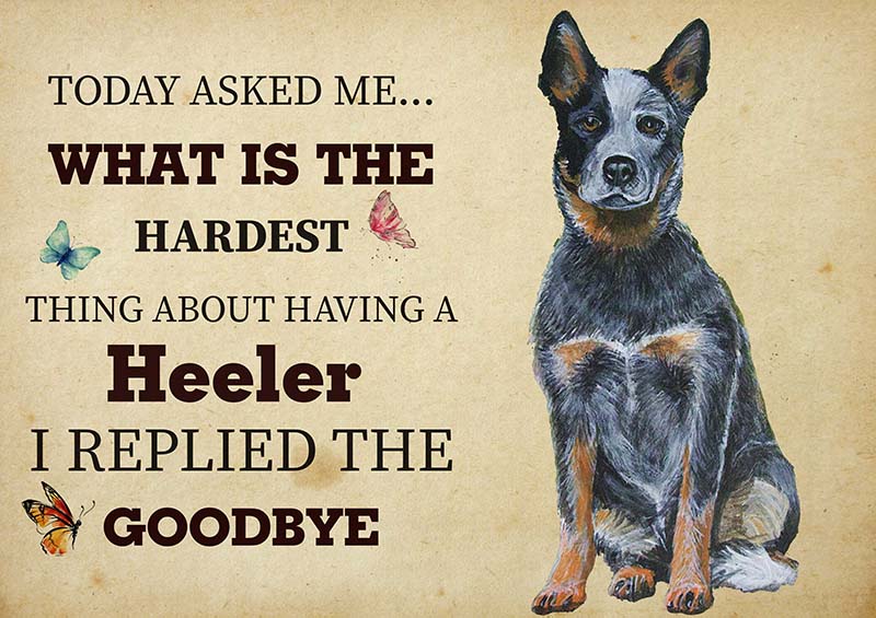 The Hardest Thing About Having A Heeler Dog I Replied The Goodbye-TT2409