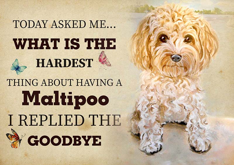 The Hardest Thing About Having A Maltipoo Dog I Replied The Goodbye-TT2409