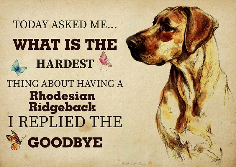 The Hardest Thing About Having A Rhodesian Ridgeback Dog I Replied The Goodbye-TT2409