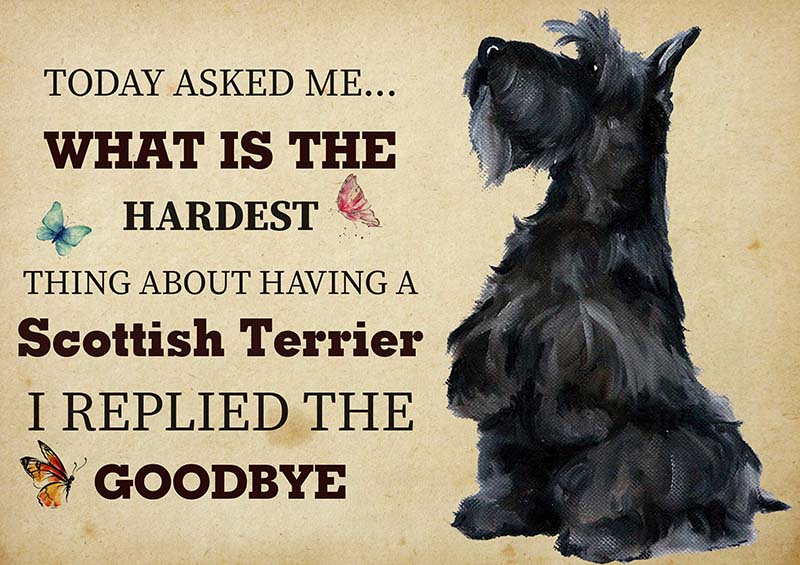 The Hardest Thing About Having A Scottish Terrier Dog I Replied The Goodbye-TT2409