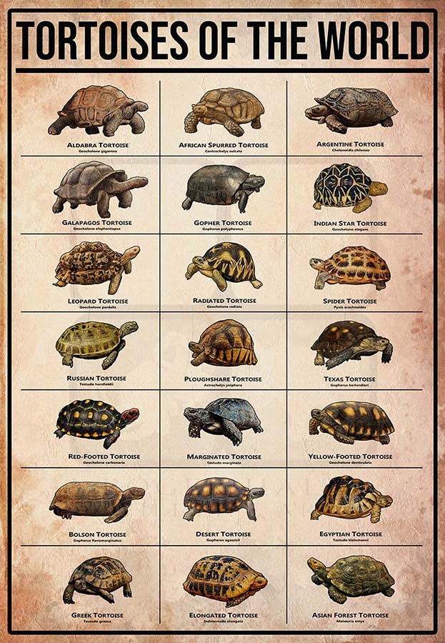 Tortoises Of The World-MH2509