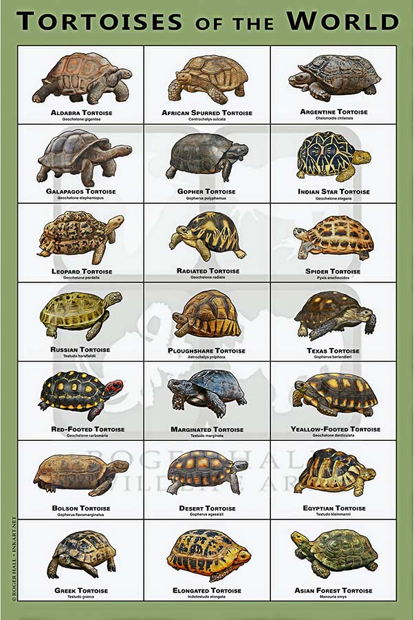 Tortoises Of The World