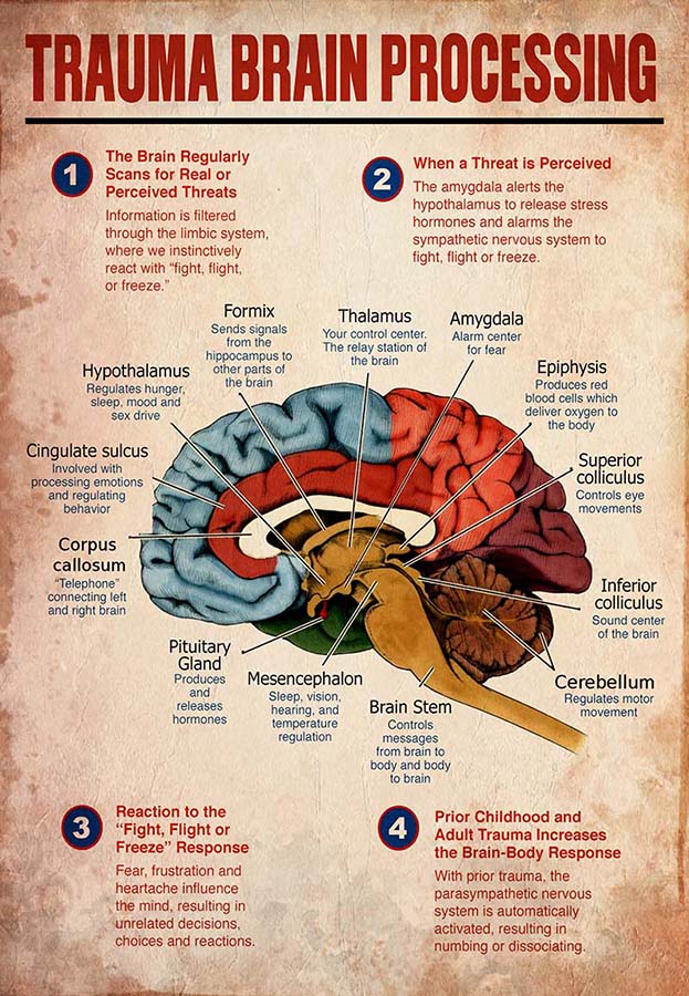 Trauma Brain Processing-MH2709