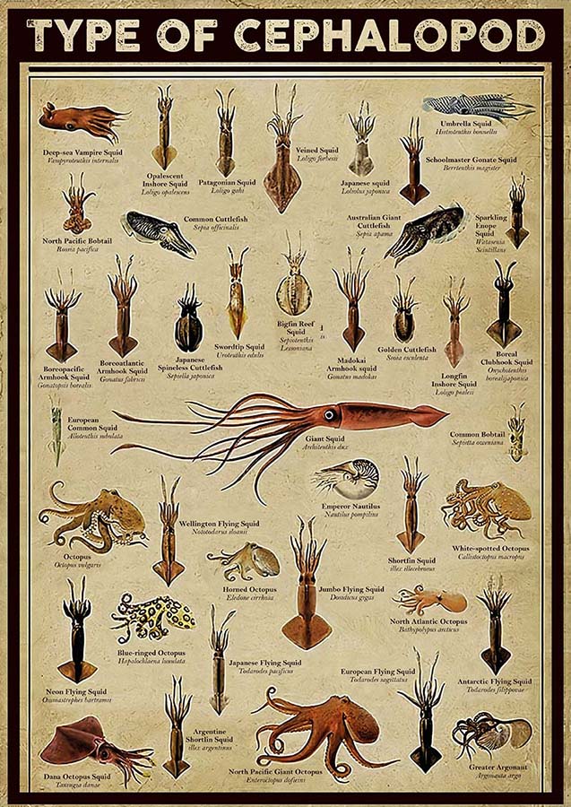 Types Of Cephalopod-TT2809