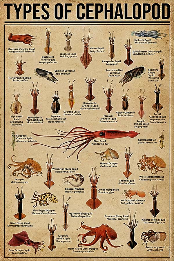 Types Of Cephalopod