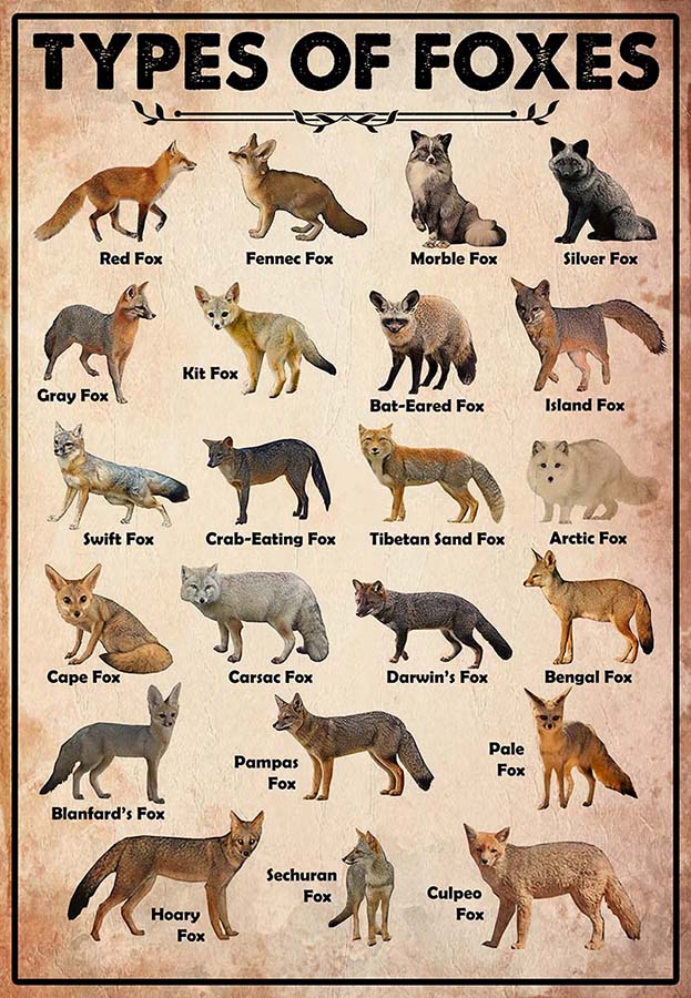 Types Of Foxes-MH2709