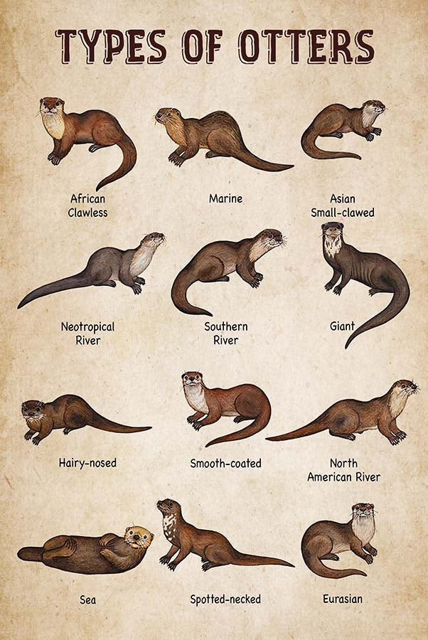 Types Of Otters