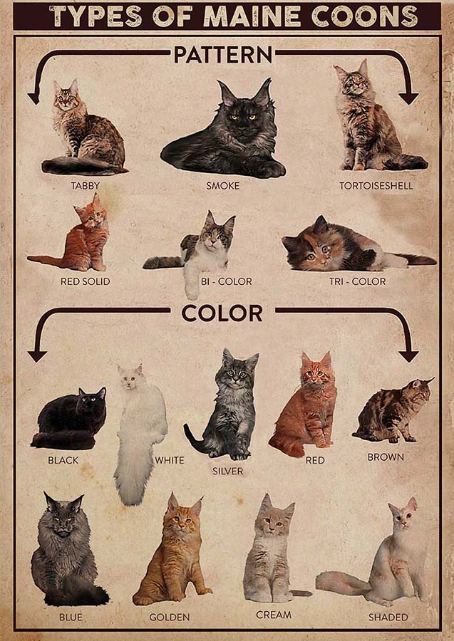 Types of Maine Coon Cat Vertical Pattern & Color For Cat Lover Men Women-TT0610