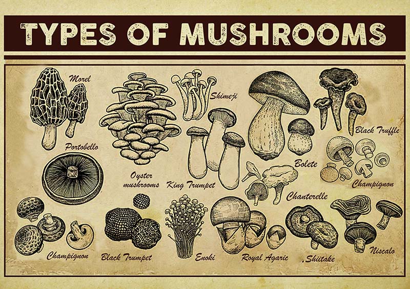 Types of Mushrooms Horizontal Quotes School-TT0710