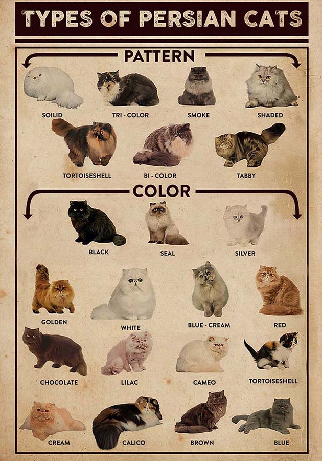 Types of Persian Cat-TT0210