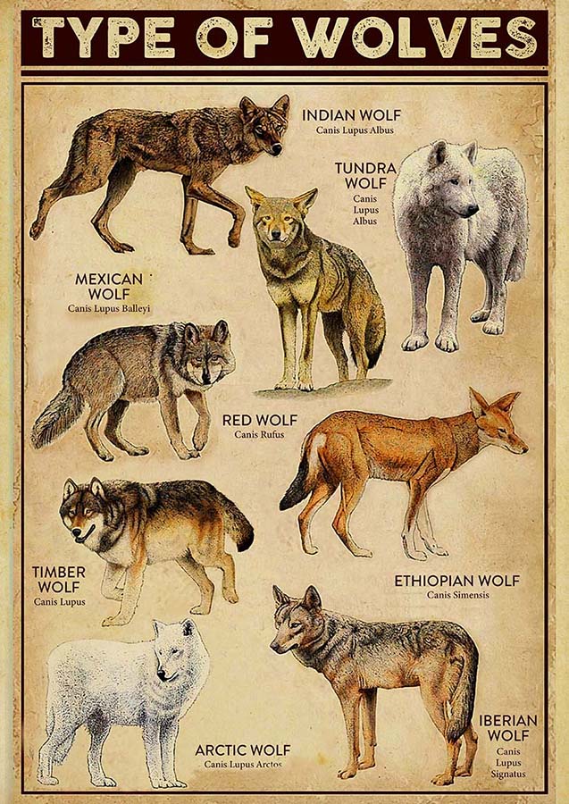 Types of Wolves Vertical Wolf Satin Portrait Home-TT0710