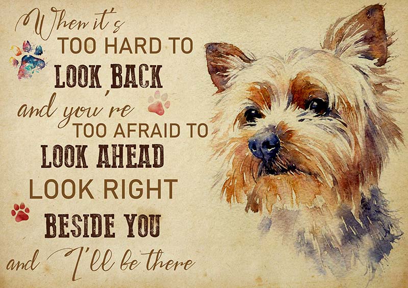 Yorkshire Terrier When It's Too Hard to Look Back-TT2009