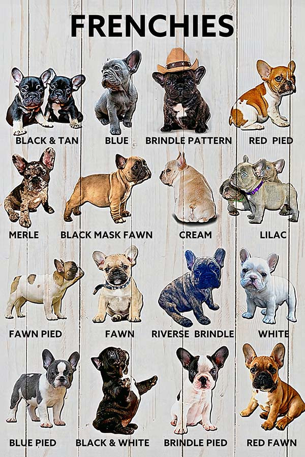 Frenchies Bulldog